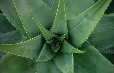 Aloevera Benefits in Ayurveda