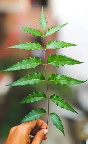 neem benefits for skin