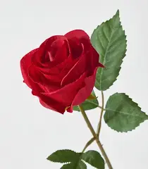 rose benefits for skin